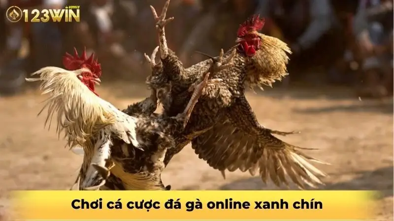 Chơi cá cược đá gà online xanh chín