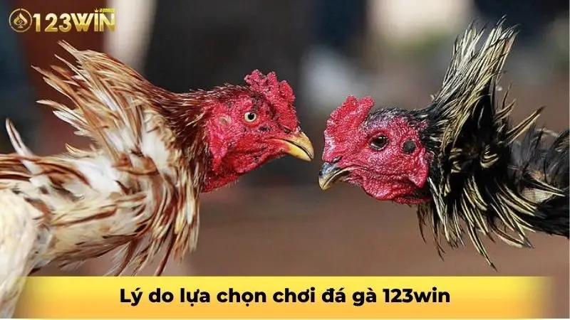 Lý do lựa chọn chơi đá gà 123win